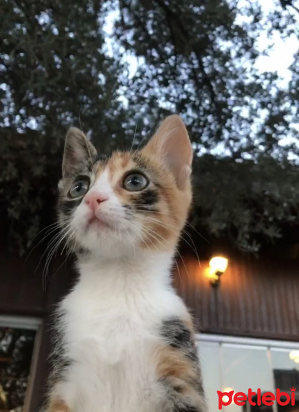 Tekir Kedi, Kedi  Şaşkın fotoğrafı