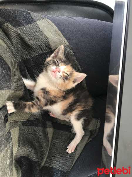 Tekir Kedi, Kedi  Şaşkın fotoğrafı