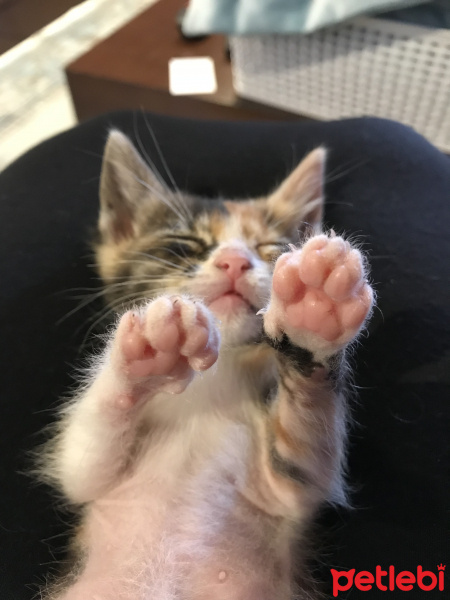 Tekir Kedi, Kedi  Şaşkın fotoğrafı