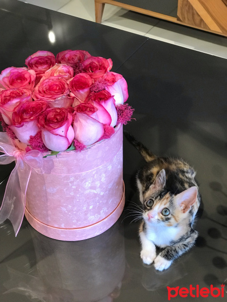 Tekir Kedi, Kedi  Şaşkın fotoğrafı