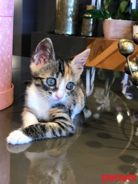 Tekir Kedi, Kedi  Şaşkın fotoğrafı