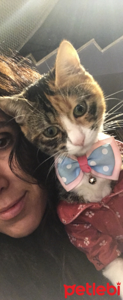 Tekir Kedi, Kedi  Şaşkın fotoğrafı