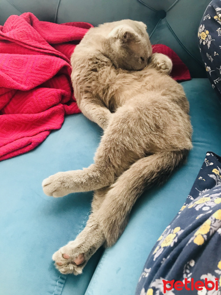 Scottish Fold, Kedi  Griffin fotoğrafı