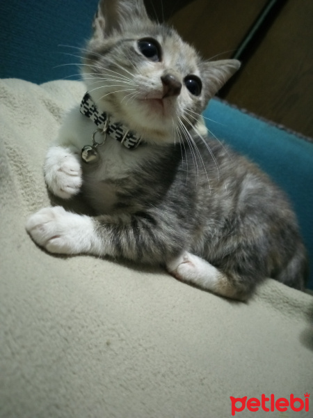 Tekir Kedi, Kedi  Mualla fotoğrafı