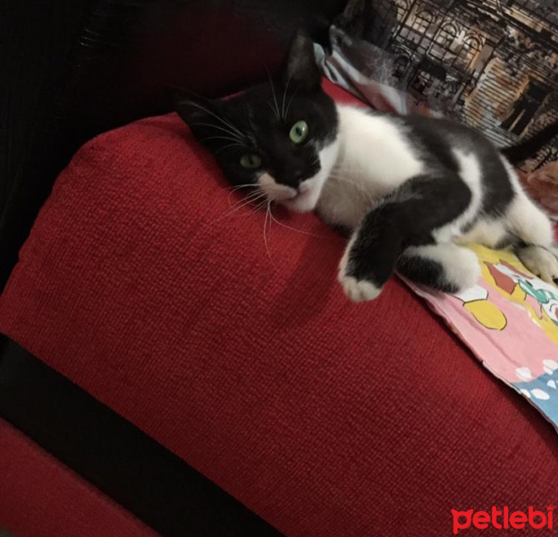 Tuxedo (Smokin) Kedi, Kedi  Luna fotoğrafı