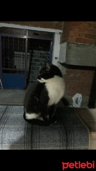 Tuxedo (Smokin) Kedi, Kedi  Luna fotoğrafı