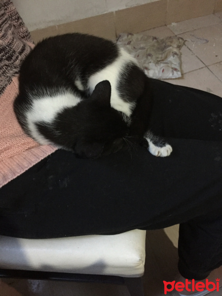 Tuxedo (Smokin) Kedi, Kedi  Luna fotoğrafı