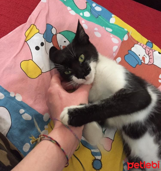 Tuxedo (Smokin) Kedi, Kedi  Luna fotoğrafı