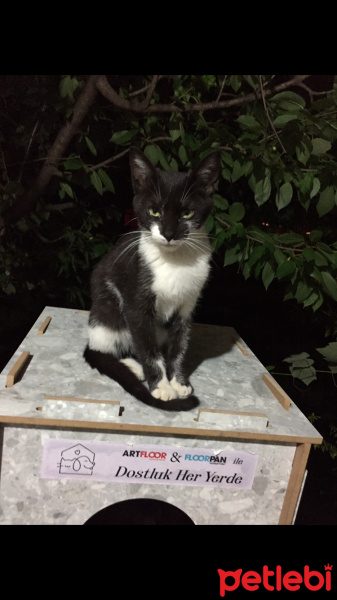 Tuxedo (Smokin) Kedi, Kedi  Luna fotoğrafı