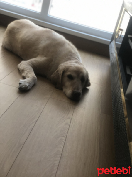 Golden Retriever, Köpek  Afrodit fotoğrafı