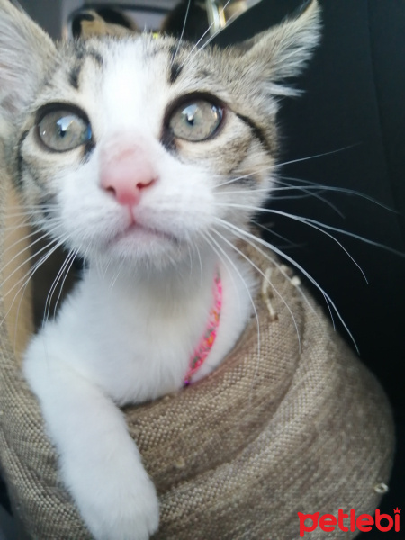 Tekir Kedi, Kedi  Elsa fotoğrafı