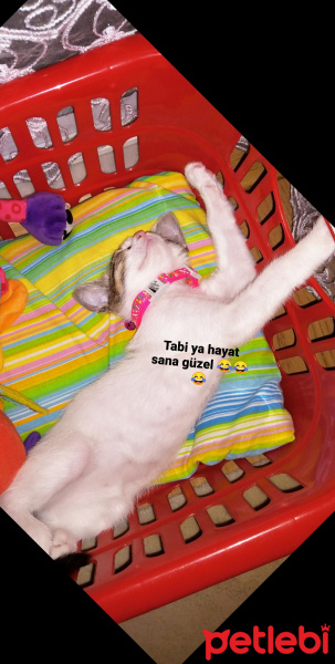 Tekir Kedi, Kedi  Elsa fotoğrafı