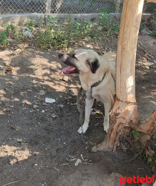 Kangal, Köpek  İsimsiz fotoğrafı