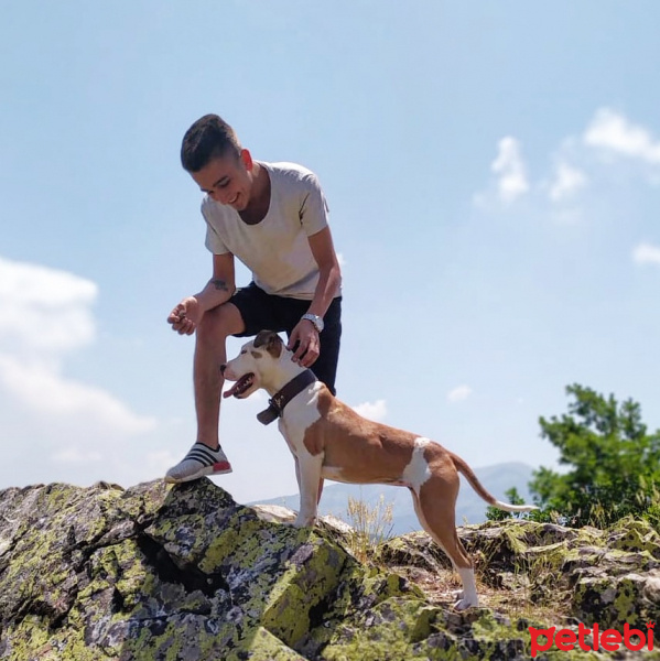 Amerikan Pitbull Terrier, Köpek  Reyna fotoğrafı