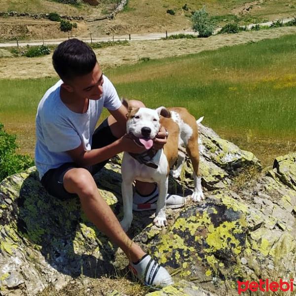 Amerikan Pitbull Terrier, Köpek  Reyna fotoğrafı
