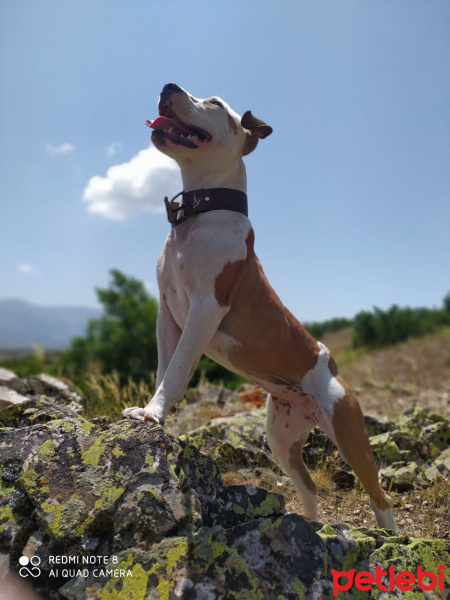 Amerikan Pitbull Terrier, Köpek  Reyna fotoğrafı