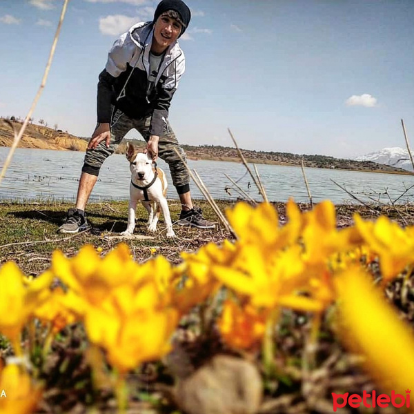 Amerikan Pitbull Terrier, Köpek  Reyna fotoğrafı
