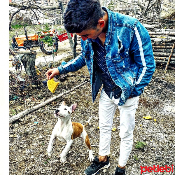 Amerikan Pitbull Terrier, Köpek  Reyna fotoğrafı
