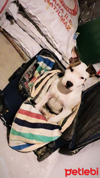 Amerikan Pitbull Terrier, Köpek  Reyna fotoğrafı