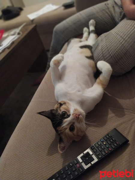 Tekir Kedi, Kedi  Umut fotoğrafı