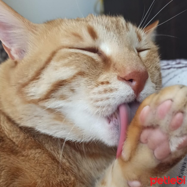 Tekir Kedi, Kedi  Umut fotoğrafı