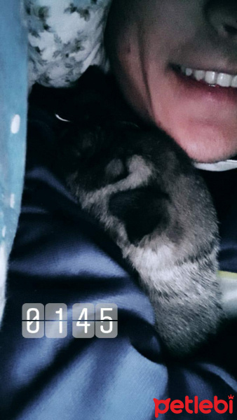 Sokö (Sokak Köpeği), Köpek  Zilli fotoğrafı