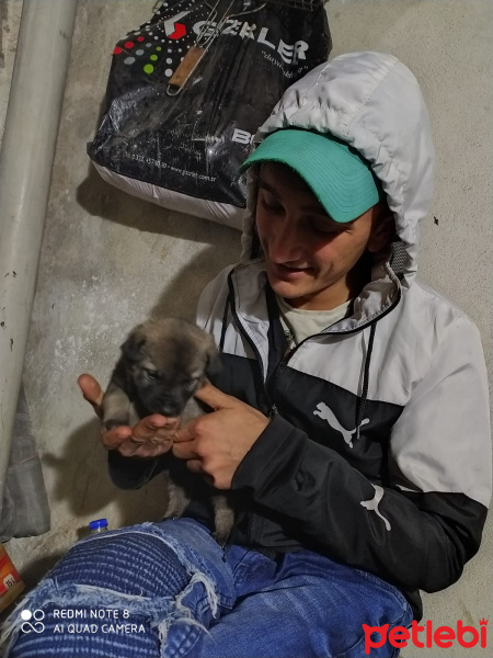 Sokö (Sokak Köpeği), Köpek  Zilli fotoğrafı
