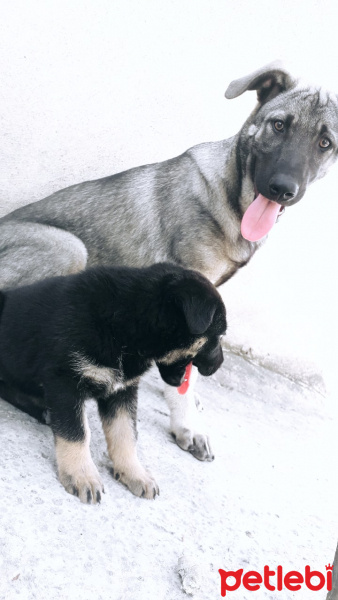 Sokö (Sokak Köpeği), Köpek  Zilli fotoğrafı