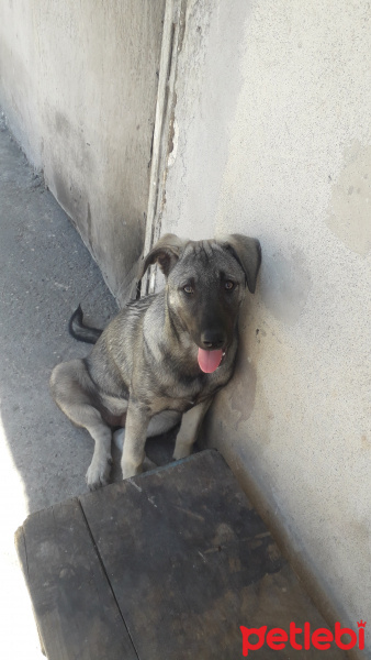 Sokö (Sokak Köpeği), Köpek  Zilli fotoğrafı