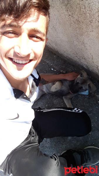 Sokö (Sokak Köpeği), Köpek  Zilli fotoğrafı