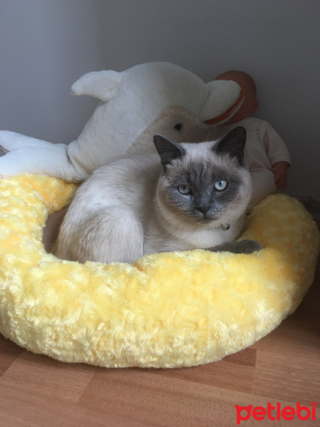 British Shorthair, Kedi  Oblo fotoğrafı