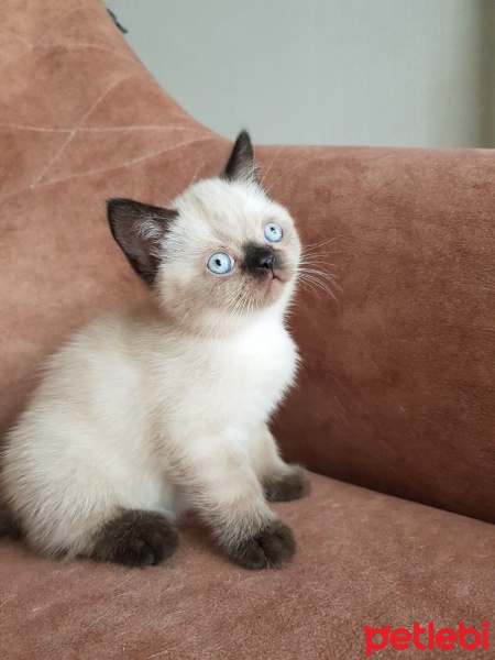 Scottish Fold, Kedi  Henüz isim belirlenmedi fotoğrafı