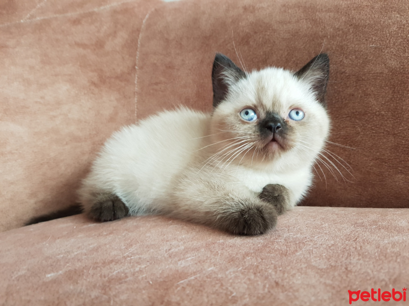 Scottish Fold, Kedi  Henüz isim belirlenmedi fotoğrafı