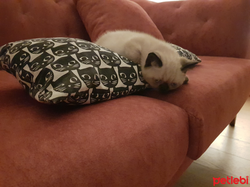Scottish Fold, Kedi  Henüz isim belirlenmedi fotoğrafı
