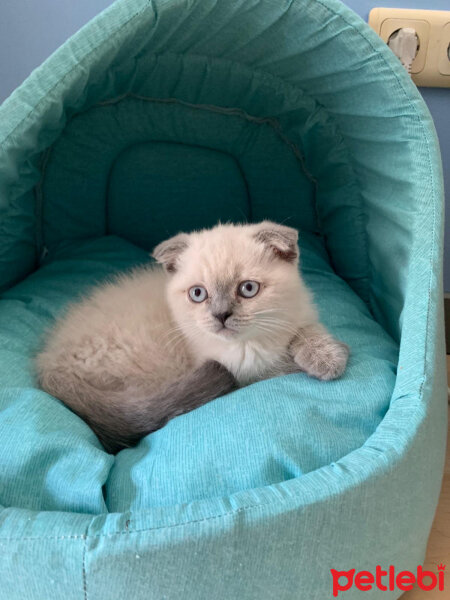 Scottish Fold, Kedi  Mila fotoğrafı