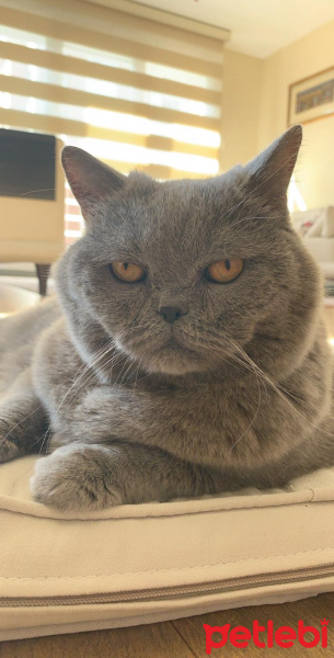 Scottish Fold, Kedi  Mila fotoğrafı