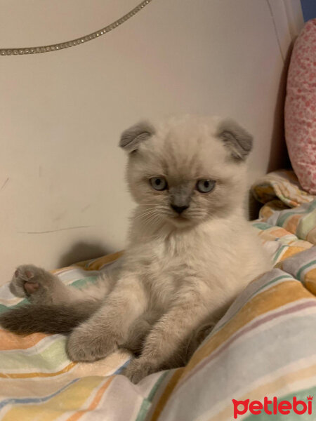 Scottish Fold, Kedi  Mila fotoğrafı