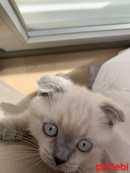 Scottish Fold, Kedi  Mila fotoğrafı