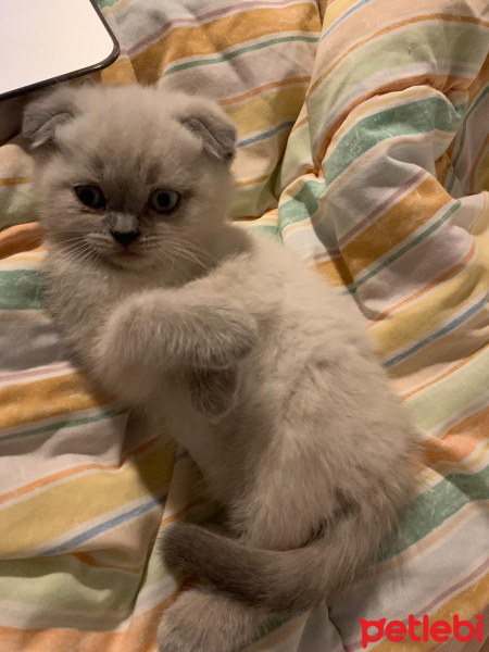 Scottish Fold, Kedi  Mila fotoğrafı