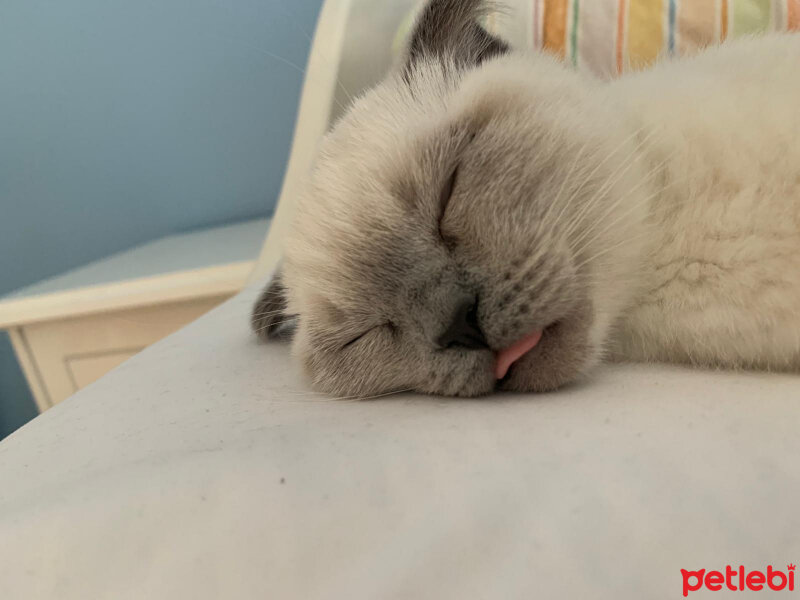 Scottish Fold, Kedi  Mila fotoğrafı