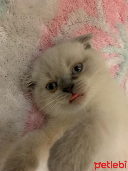 Scottish Fold, Kedi  Mila fotoğrafı