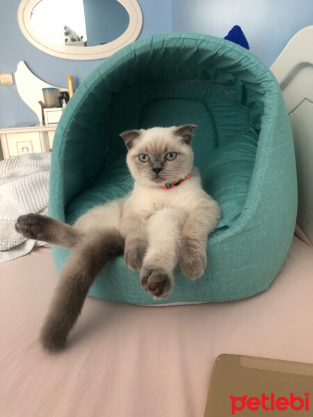 Scottish Fold, Kedi  Mila fotoğrafı