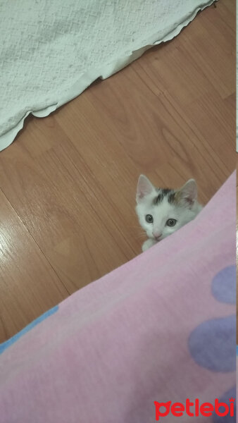 Tekir Kedi, Kedi  Kiki fotoğrafı