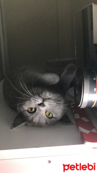British Shorthair, Kedi  Firuze fotoğrafı