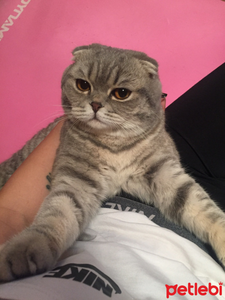Scottish Fold, Kedi  Tommy fotoğrafı