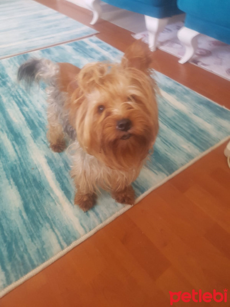 Yorkshire Terrier, Köpek  miço fotoğrafı