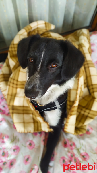 Border Collie, Köpek  Dante fotoğrafı