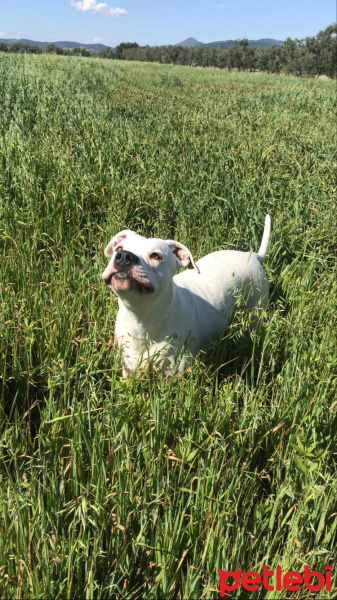 Dogo Arjantin, Köpek  Bia fotoğrafı