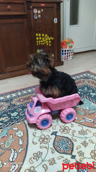 Yorkshire Terrier, Köpek  Cano fotoğrafı