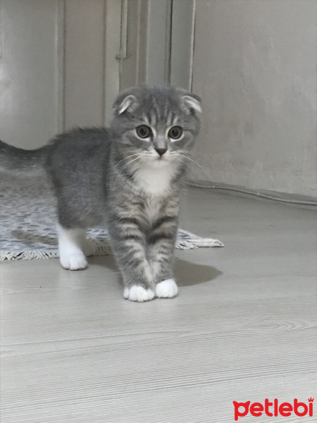 Scottish Fold, Kedi  Murphy fotoğrafı